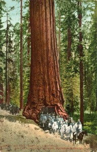 Big Tree Wawona, California road of a thousand wonders               
